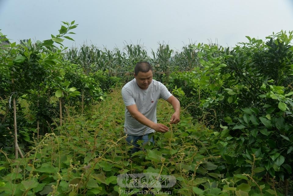 山洪雅县:乡村振兴中的多样化高效水果种植实