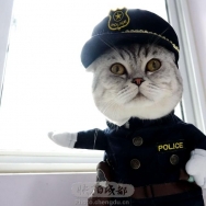 我是猫警官