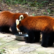 两只小熊猫