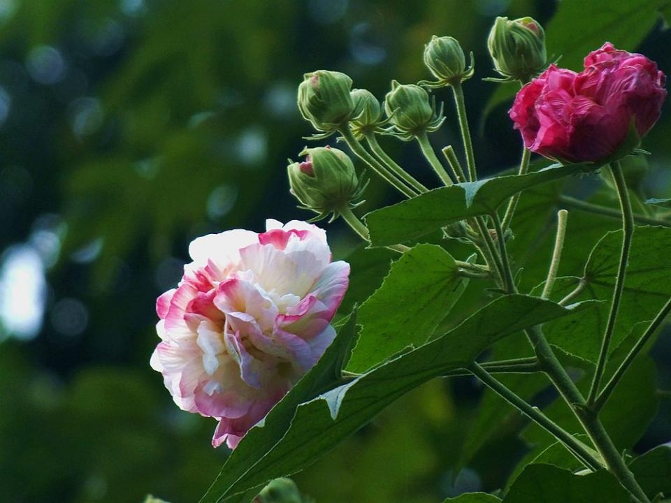 蓉城十月芙蓉花正红