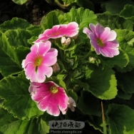 花卉2