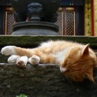 昆明西山太华寺内舒适的懒猫
