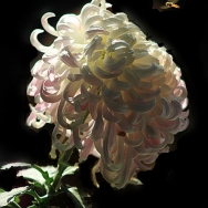 蜂恋菊