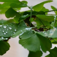 阵雨后银杏叶...