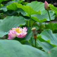 新都桂湖赏荷...