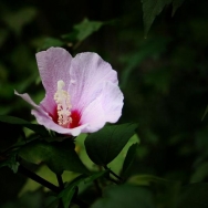 一朵木瑾花