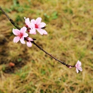 桃花朵朵艳