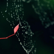 细雨深秋