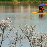 樱花季