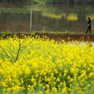 花田丽人行