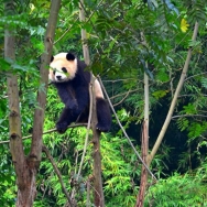 熊猫基地（一...