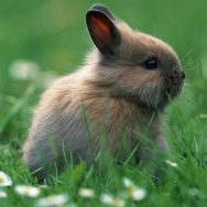 一只小灰兔