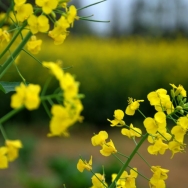 油菜花开