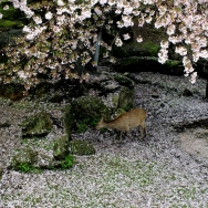 花季