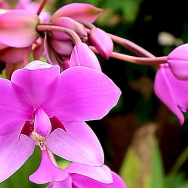 紫花苞舌兰