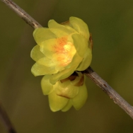 腊梅花