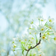 梨花白，香肆...