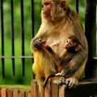 尼泊尔猴子
